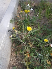 Sonchus oleraceus