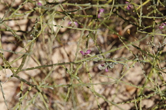 Muraltia spinosa