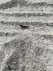 Psinidia fenestralis