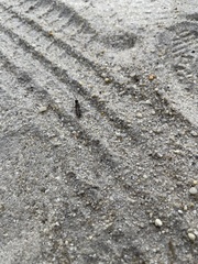 Psinidia fenestralis