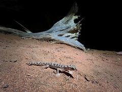 Rhynchoedura eyrensis