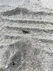 Psinidia fenestralis