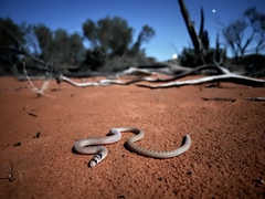 Pygopus nigriceps