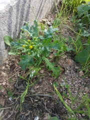 Senecio vulgaris