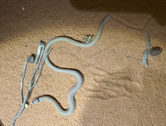 Pygopus nigriceps