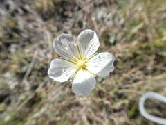 Cherleria capillacea