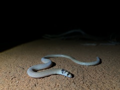 Pygopus nigriceps