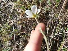 Cherleria capillacea