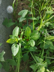 Stellaria media