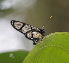 Methona confusa psamathe