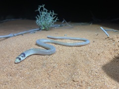 Pygopus nigriceps