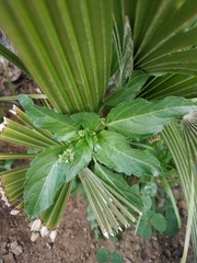 Mercurialis annua
