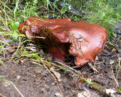 Phylloporus pelletieri