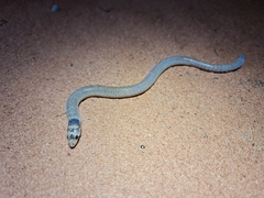 Pygopus nigriceps