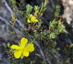 Hibbertia devitata