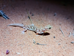 Rhynchoedura eyrensis