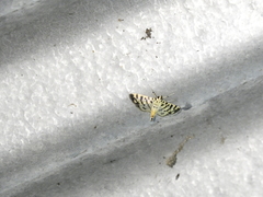 Syllepte aechmisalis