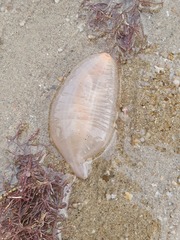 Paracaudina australis