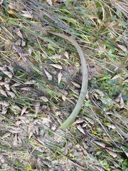 Thalassia hemprichii