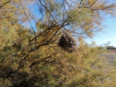 Ploceus melanocephalus