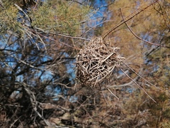 Ploceus melanocephalus