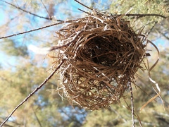 Ploceus melanocephalus