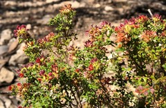 Dodonaea humilis
