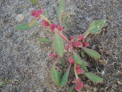 Oxybasis rubra