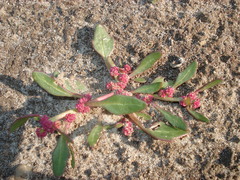 Oxybasis rubra