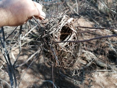 Ploceus melanocephalus