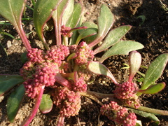 Oxybasis rubra