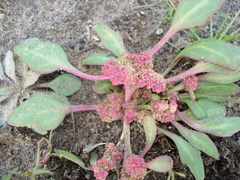 Oxybasis rubra