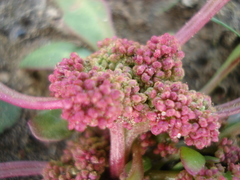 Oxybasis rubra