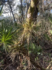 Tillandsia setacea