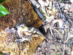 Phylloporus pelletieri