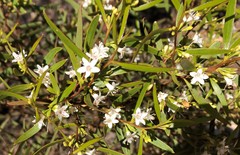 Myoporum platycarpum