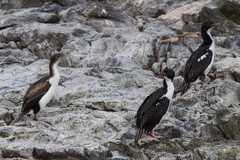 Leucocarbo chalconotus