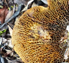 Phylloporus pelletieri