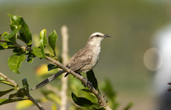 Mimus saturninus