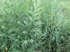 Axyris amaranthoides