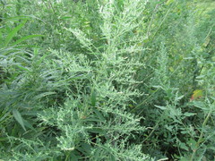 Axyris amaranthoides