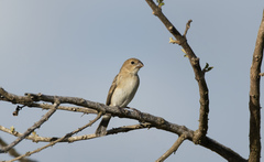 Sporophila albogularis