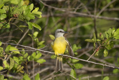 Tyrannus melancholicus