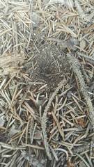 Myrmeleon formicarius