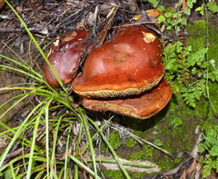 Phylloporus pelletieri