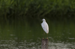 Egretta thula