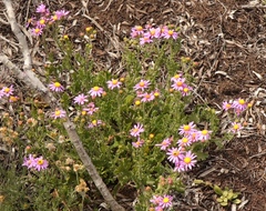 Senecio elegans