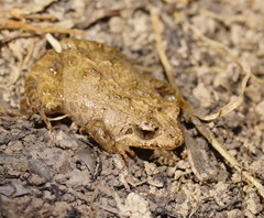 Crinia parinsignifera