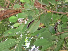 Bridelia micrantha