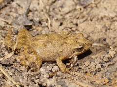 Crinia parinsignifera